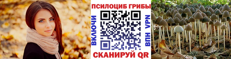 площадка наркотические препараты  закладки  ОМГ ОМГ ссылка  Майкоп  Псилоцибиновые грибы Psilocybe 